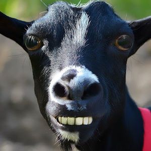 Meet your Posher, Candace